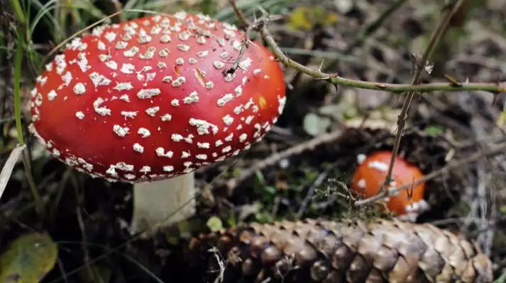 Fliegenpilz Salbe selbst herstellen: Traditionelle Rezeptur für die äußerliche Anwendung